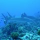 27- Deux requins pointe blanche de recif, dits Tapete 